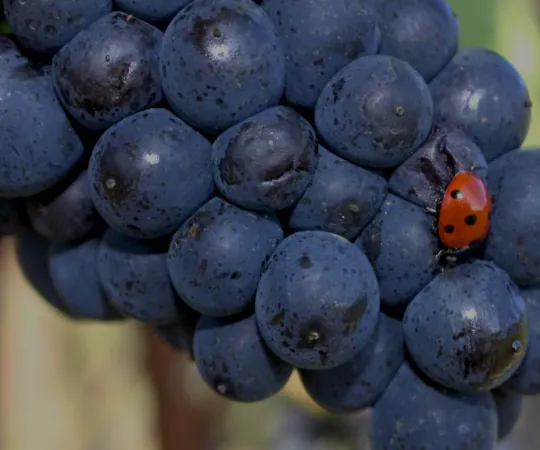 Weinwissen